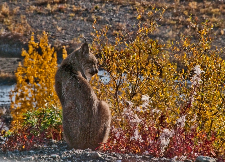 Lynx 5347.jpg